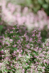 Fototapeta premium flowers in a garden