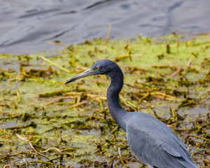 A beautiful Little Blue Heron forages for food in the vegetation strewn wetland waters