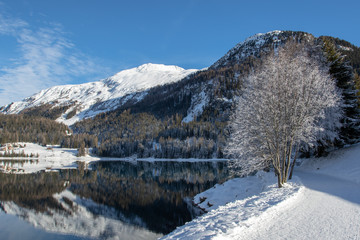 Frozen tree on shore of Lake Davos, Switzerland