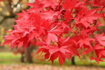 Red Leaves in Autumn