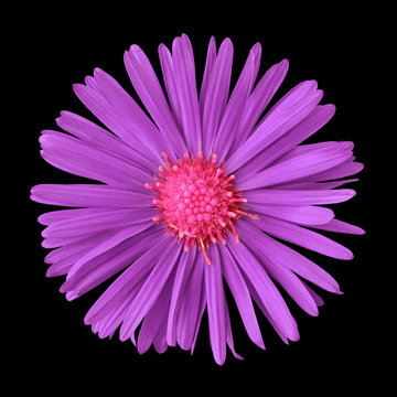 amethyst pink flower isolated on  black background. Close-up. Nature.