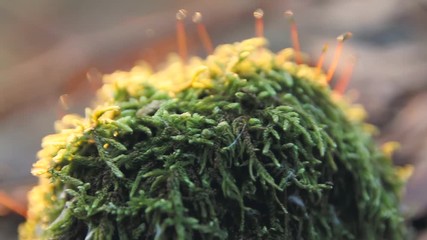 STONE SURROUNDED BY MOSS