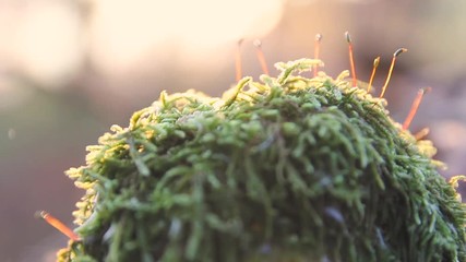 STONE SURROUNDED BY MOSS