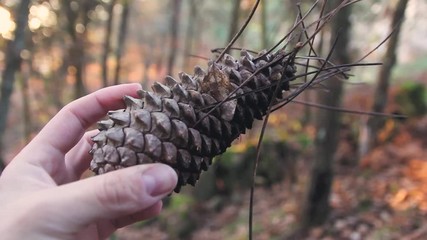 HAND SUSTAINING A TREE PINEAPPLE