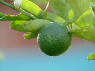 Green limes on a tree