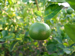Green limes on a tree