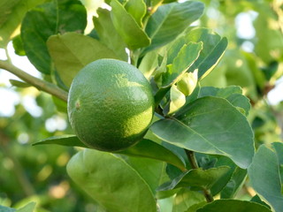 Green limes on a tree