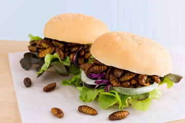Fried worm insect or Chrysalis silkworm for eating as food items in bread burger with vegetable on wooden table, it is good source of protein edible for future. Entomophagy concept.