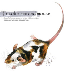 decorative mice watercolor illustration. home mouse 