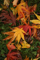 Autumn leaves on the ground