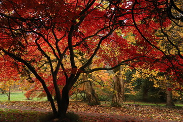 Fototapeta na wymiar Autumn Colours