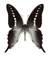 Butterfly Graphium codrus on a white background