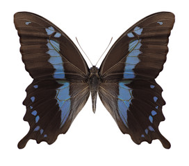 Butterfly Papilio oribazus on a white background
