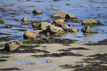 Oystercatcher on the Beach 1