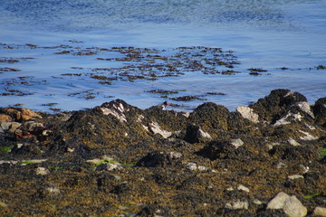 Oystercatcher on the Beach 2