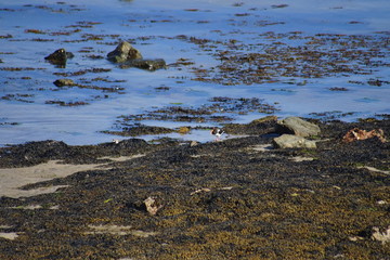 Oystercatcher on the Beach 3