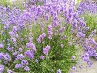 Obraz premium Lavender 1