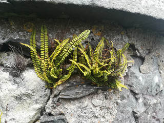 Wall Ferns 2