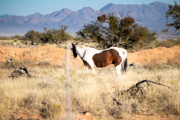Painted Horse in Ranch