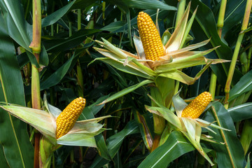 Drei reife, abgeschälte Maiskolben an der Pflanze in einem Maisfeld