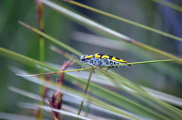 Yellow and black Australian native Banksia Jewel Beetle, Cyrioides imperialis, family Buprestidae, in regenerating heath after a bushfire, Royal National Park, NSW, Australia