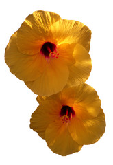 Two yellow hibiscus flowers on white background