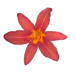 Fototapeta na wymiar Coral lily with white background