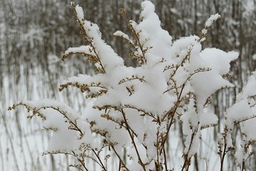 Winter season
