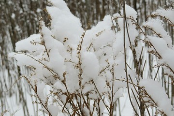 Plant coverage with snow in winter season
