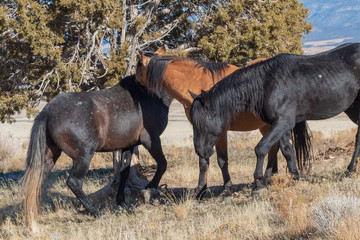 Fototapeta premium Wild Horses in the Utah Desert in Winter