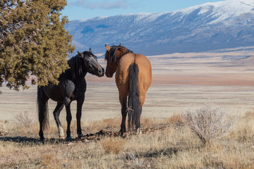 Fototapeta na wymiar Wild Horses in the Utah Desert in Winter