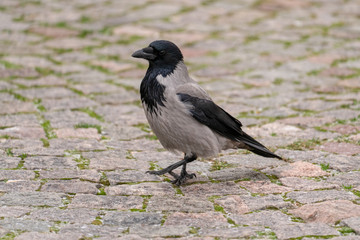 Hooded crow