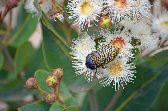 Australian native Freckled Jewel Beetle, Stigmodera macularia, feeding on nectar of Angophora hispida blossoms, Wallumarra Track, Royal National Park, NSW, Australia