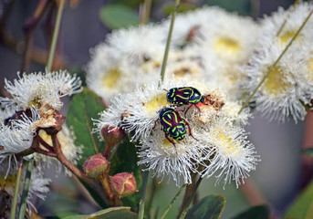 Australian native Fiddler Beetles, Eupoecila australasiae, family Scarabaeidae, feeding on nectar...
