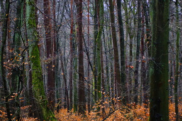 Ein dichter Wald mit vielen Bäumen im Herbst