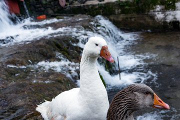 White and grey ducks with orange beak next to a waterfall