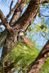 A lone Osprey perches high in a pine tree