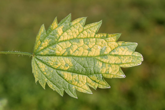 Green nettle leaf with chlorosis