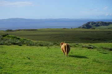 Highland Cows 5