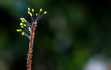 Sporophyte of fungus at the end of dried weed