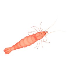 Seafood shrimp icon. Cartoon of seafood shrimp vector icon for web design isolated on white background