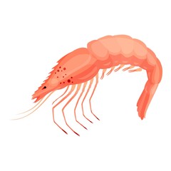 Restaurant raw shrimp icon. Cartoon of restaurant raw shrimp vector icon for web design isolated on white background