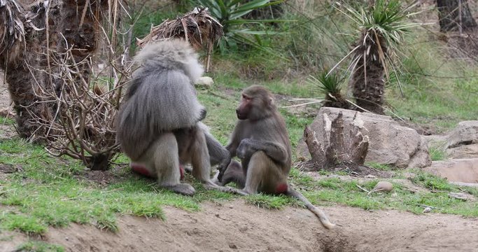 Male and female Baboon sitting on edge of pond. Old World monkey family. Native to Horn of Africa and southwestern tip of the Arabian Peninsula. Male have harems and larger family groups.