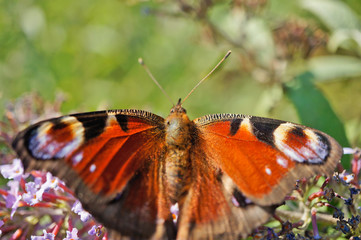 Schmetterlinge Deutschlands - Tagpfauenauge