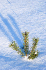 Young Scots pine tree in snow