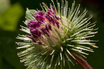 Beautiful thistle flower is growing on a green meadow. Carduus personata.