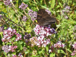 Schmetterlinge Deutschlands - Tagpfauenauge