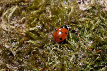 Beautiful ladybug is crawling on a green moss.