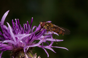 Hoverfly is gathering nectar from thistle flower.