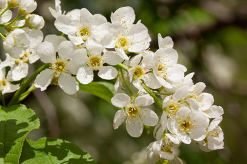Twig of beautiful bird cherry is growing in a spring garden. Prunus padus.